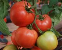 Томат ПИНК ХАРВЕСТ F1 250 с. Quality Seeds