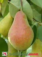 Саженцы груши Талгарская красавица