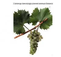 Саженцы винограда Бианка