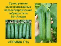 Огурец Гладкий ПРИМА; 10-11 см