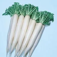 Дайкон ЭПРИЛ КРОС F1 (100 грамм) Takii Seeds